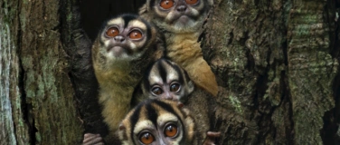 Event-Image for 'NaturVision Filmtage St.Gallen'