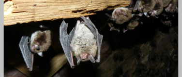 Event-Image for 'Flederm&auml;use unterm Museumsdach&nbsp;'