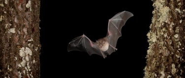 Event-Image for 'Bat Night 2025: Fledermaus-Exkursion für Familien'