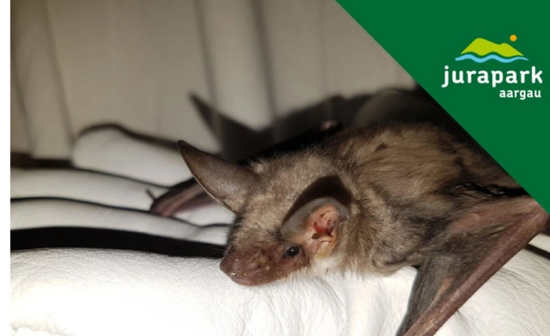Event-Image for 'Nachtaktive J&auml;ger &ndash; Flederm&auml;use im Jurapark entdecken'