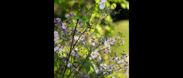 Event-Image for 'Flora-Gartenführung'