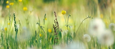Event-Image for 'Kräuter-Kurs, Bitterstoffe und ihre Anwendungen'