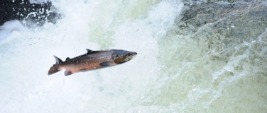 Event-Image for 'Fluss frei für den Lachs'