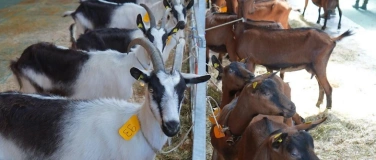 Event-Image for 'Kantonale Ziegen- und Ziegenbockschau auf der Liebegg'