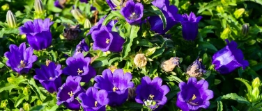 Event-Image for 'Glockenblumenmarkt'