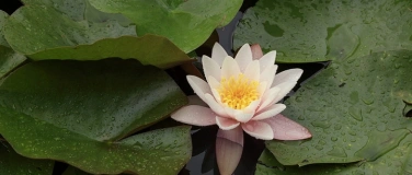 Event-Image for 'Fotokurs / Fotoworkshop am Seerosensee (Fotografie)'