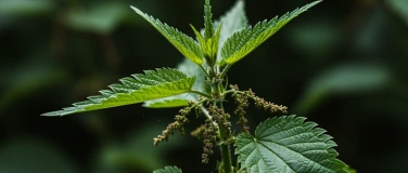 Event-Image for 'Die Fr&uuml;hlings-Brennnessel'