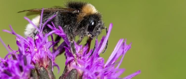 Event-Image for 'Wildbienengarten im Topf (ab 7 Jahren)'