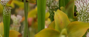 Event-Image for 'Gartenfest'