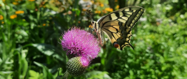 Event-Image for 'Gartenfest'