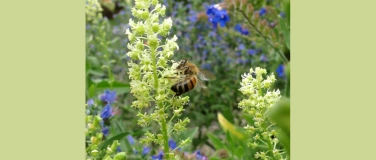 Event-Image for 'Gartenflüstern - Achtsamkeit und Wahrnehmung in der Natur'