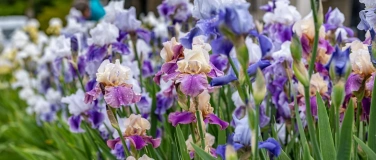 Event-Image for 'Montagsf&uuml;hrung: Faszination Iris'