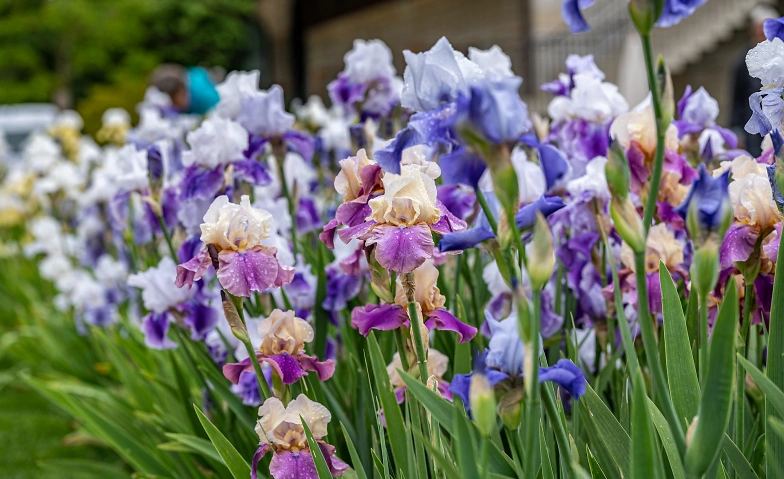 Event-Image for 'Montagsf&uuml;hrung: Faszination Iris'