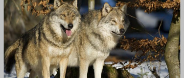 Event-Image for 'Gekommen, um zu bleiben – Wolf und Co.'