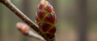 Event-Image for 'Gemmotherapie - die Kraft der Pflanzenknospen'