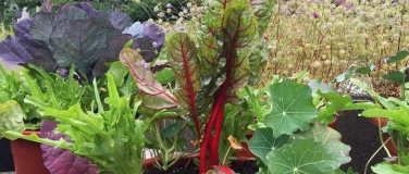 Event-Image for 'ProSpecieRara Kurs: Gemüsevielfalt auf dem Balkon'