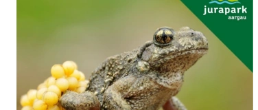 Event-Image for 'Faszination Gl&ouml;gglifrosch'