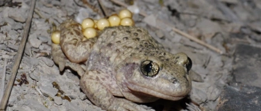 Event-Image for 'Glögglifrosch und Co. an der Grossen Fontanne'