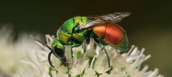 Organisateur de Käfer und kundig - Bugbusters: Hollywoods heimliche Stars