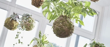 Event-Image for 'Kokedama-Workshop'