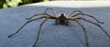 Event-Image for 'Grundkurs «Insekten und Spinnentiere»'