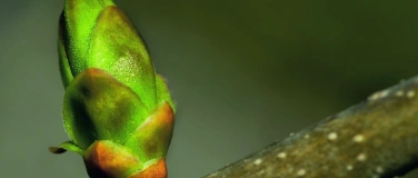 Event-Image for 'SamSing-Gottesdienst in der Reformierten Kirche Muri'