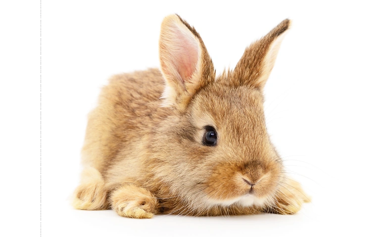 Ostereier suchen Stadtbibliothek Rheinfelden, Marktgasse 10, 4310 Rheinfelden Billets