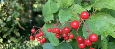 Event-Image for 'Essbare Stadt: Wildheckenfrüchte; Führung und Degustation'