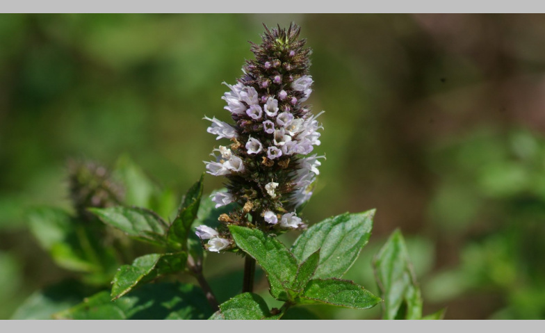 Event-Image for 'Heilende Kr&auml;uter'
