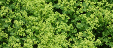 Event-Image for 'Heilende Kr&auml;uter - Frauenheilkunde & Aromatherapie'