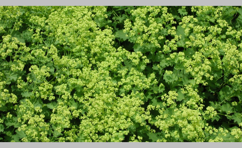 Event-Image for 'Heilende Kr&auml;uter - Frauenheilkunde & Aromatherapie'