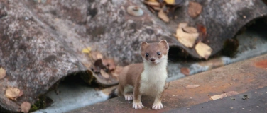 Event-Image for 'Wildtiere gesichtet: Artenvielfalt in Siedlungsgebieten'