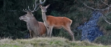 Event-Image for 'Wald-Wildtag'