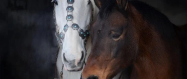 Event-Image for 'Workshop Horse & Leadership'