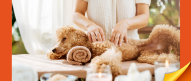 Event-Image for 'Massage am Hund – Hundemassage'