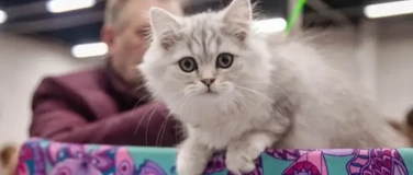 Event-Image for 'London Pet Show Live – Olympia London'