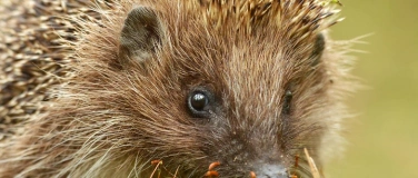 Event-Image for 'Polit-Stamm GR&Uuml;NE  SP zum Thema Igel'