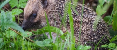 Event-Image for 'Tier um vier im Naturama-Garten: Igel'