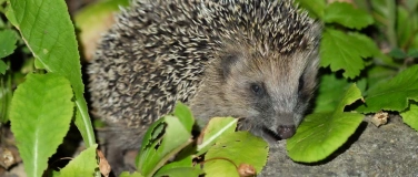 Event-Image for 'Exkursion "Wildnis vor der Haustür"'