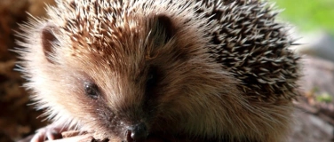 Event-Image for 'Der Igel, unser heimlicher Mitbewohner'