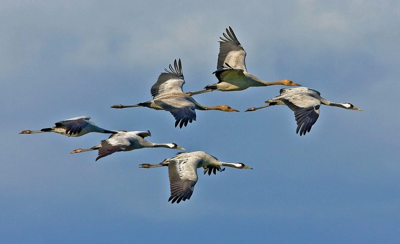 Event-Image for 'Schau rein: Zugvögel - wenn Vögel reisen'