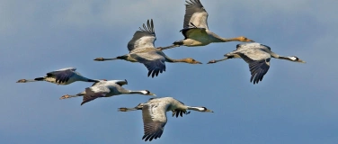 Event-Image for 'Schau rein: Zugvögel - wenn Vögel reisen'