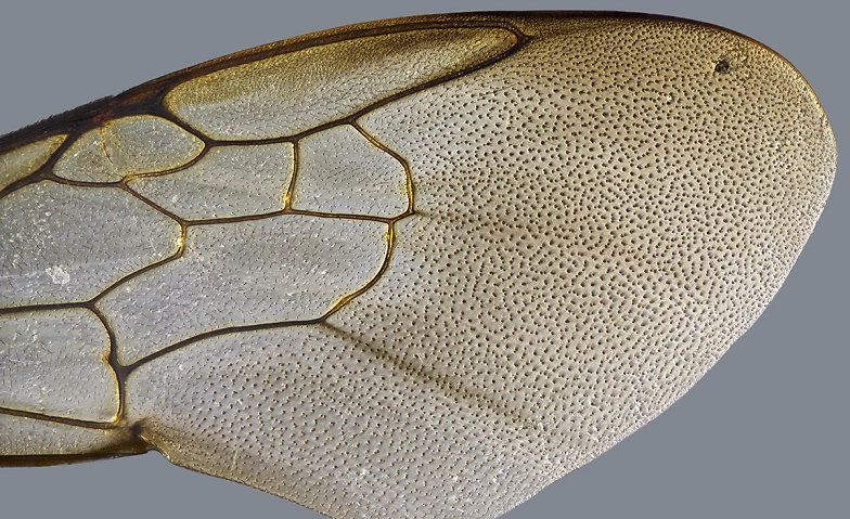 Event-Image for 'Vrenelis Gärtli'