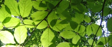 Event-Image for 'Waldbaden: Entspannung & Auftanken in der Natur'