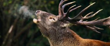 Event-Image for 'Wilding - Die Rückkehr der Natur'