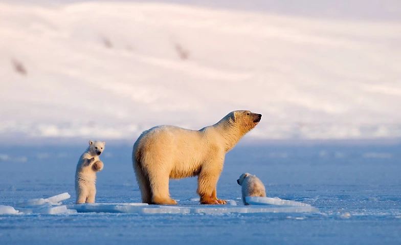 Auf Wiedersehen Eisb&auml;r - Leben auf Spitzbergen ${singleEventLocation} Billets