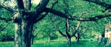 Event-Image for 'Obstbaumschnitt-Kurs'