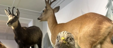 Event-Image for 'Begleitveranstaltung Sonderausstellung &laquo;Wild. Wald. Wir.&raquo;'