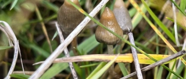 Event-Image for 'WILD FUNGI FOREST TOURS / LEARN THE ART OF MUSHROOM HUNTING'