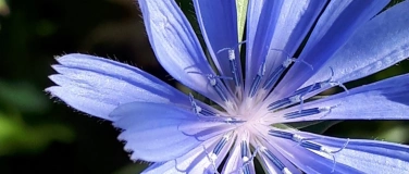 Event-Image for 'Wildpflanzen-Spaziergang in Niederlenz'